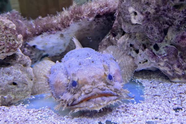 Port Dickson Ornamental Fish Centre